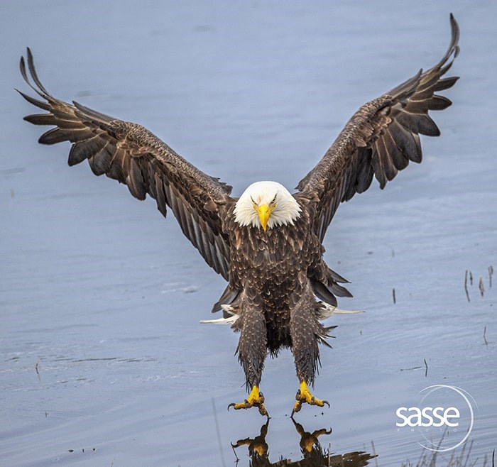  Christian Sasse's favourite eagle photo: 