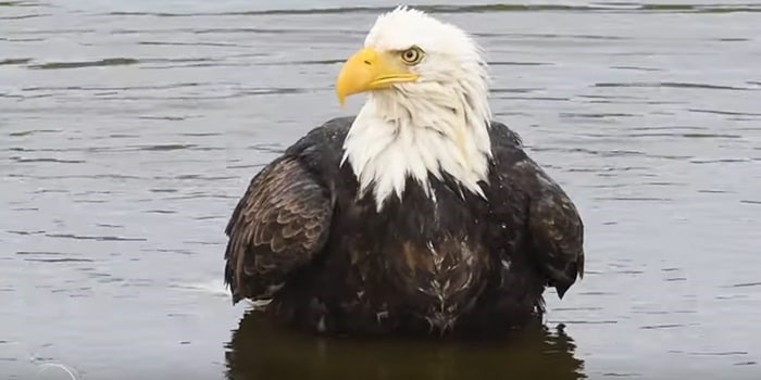  An eagle bathing. Photo from Christian Sasse video
