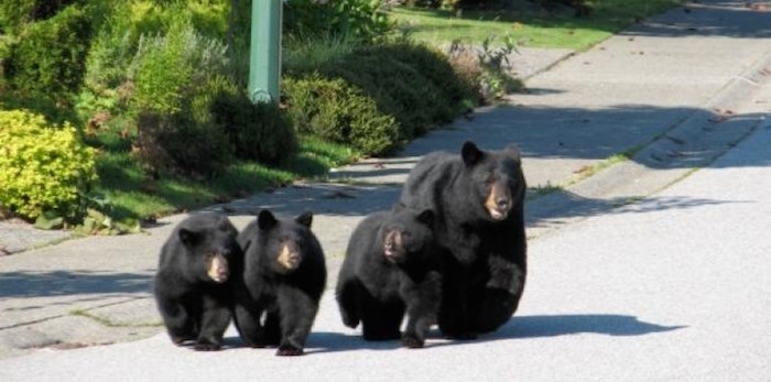  According to data from the organization’s Wildlife Alert Reporting Program, there has been a 45.9% increase in Coquitlam and a 137% rise in Port Moody in the first six months of 2019 compared to the same time period last year. Port Coquitlam’s numbers have fallen 25.2%. Tri-City News file photo.