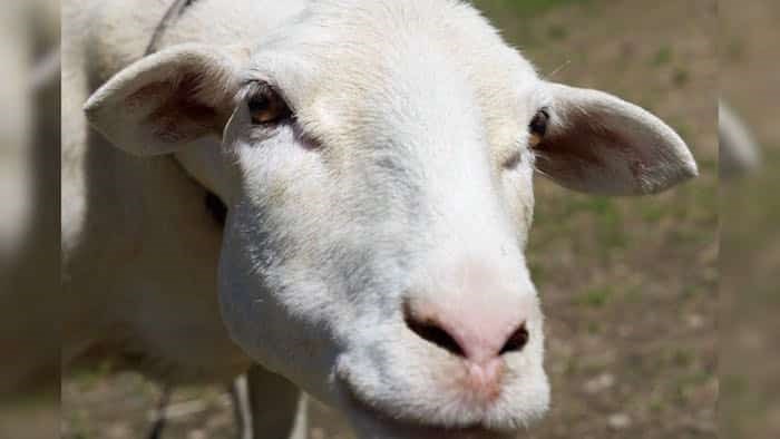  Twin Heart Animal Sanctuary launched a GoFundMe campaign to raise funds to help make the sanctuary safer and more comfortable for Shira, a blind sheep. Photo: Diane Nicholson