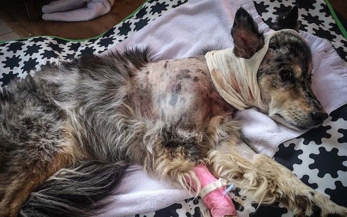  Australian shepherd/blue heeler Molly is recovering following a bear attack on Whistler Mountain on July 25. 