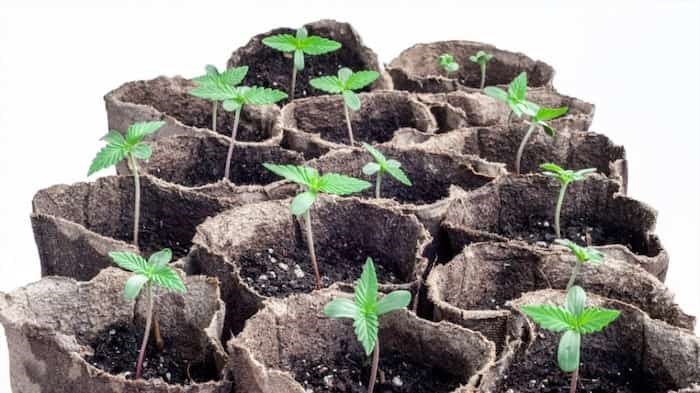  Cannabis seedlings grow from seeds while other small plants that may be for sale in the future could be clones, which are usually grown from clippings | Bondgrunge / Shutterstock