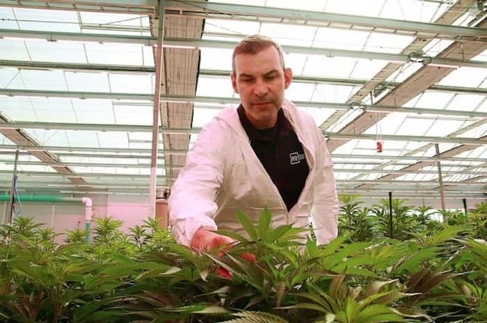  Rubicon Organics CEO Jesse McConnell touches some cannabis plants at his Delta greenhouse | Rob Kruyt