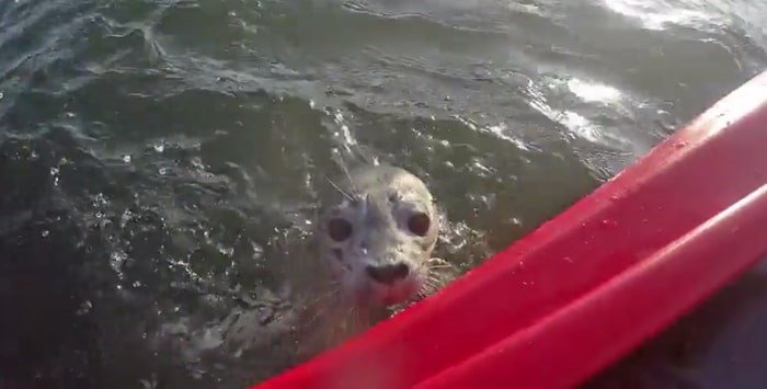  The harbour seal near the kayak. Photo: Screen grab Reddit user D-Ro
