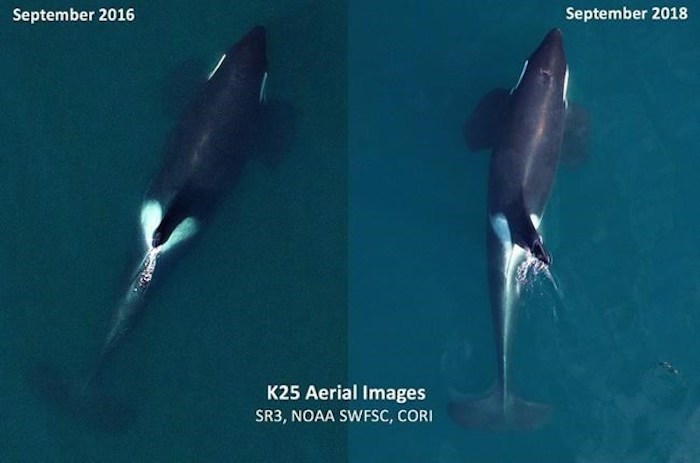  Aerial images of adult male Southern Resident killer whale K25, taken in September 2016 (left) and September 2018, the recent image shows him in poorer condition with a noticeably thinner body profile.Three southern resident killer whales have been declared dead by the Center for Whale Research, bringing the population down to 73. The dead killer whales are a 42-two-year-old matriarch known as J17, a 28-year-old adult called K25, and a 29-year-old male called L84, the institute posted on its website.THE CANADIAN PRESS/HO-National Oceanic and Atmospheric Administration