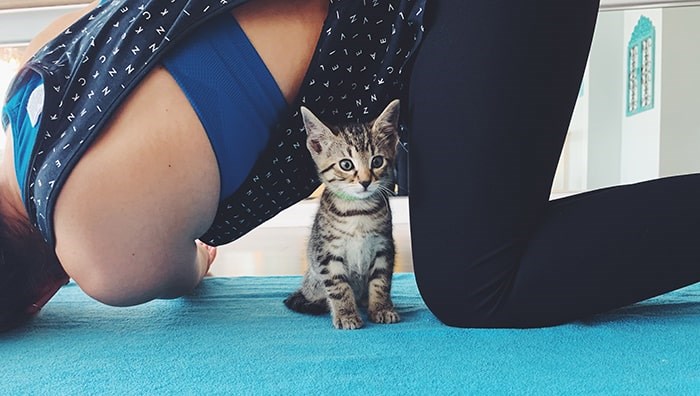  Sweet Serenity Yoga and Wellness is hosting the Cat Yoga session on Sunday, Aug. 11. Photo 