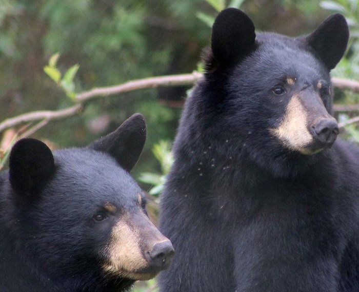  Bears at the Greater Vancouver Zoo, shown in a photo shared by the facility online in Sept. 2018. Greater Vancouver Zoo/Facebook