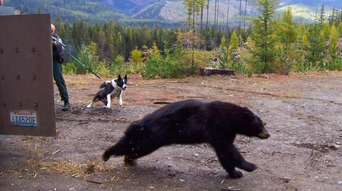  Now retired officer Bruce Richards releases a bear with his retired partner Mischka, the first Karelian bear dog in the program. Photo by Washington Department of Fish and Wildlife