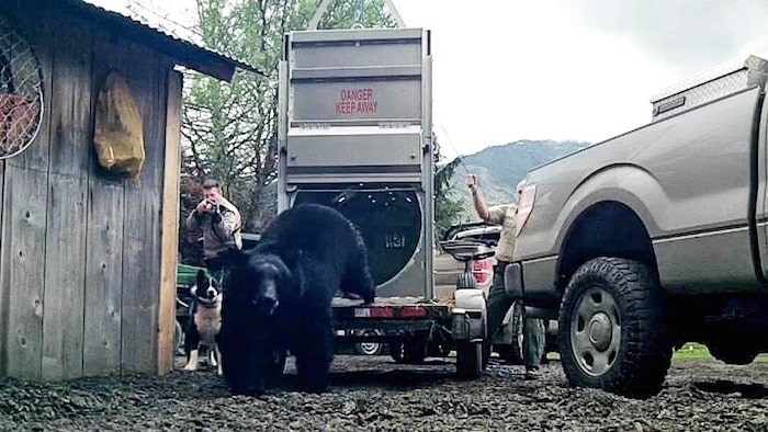  Officer Nick Jorg releases a bruin from a bear trap with his canine partner, Colter. Photo by Washington Department of Fish and Wildlife