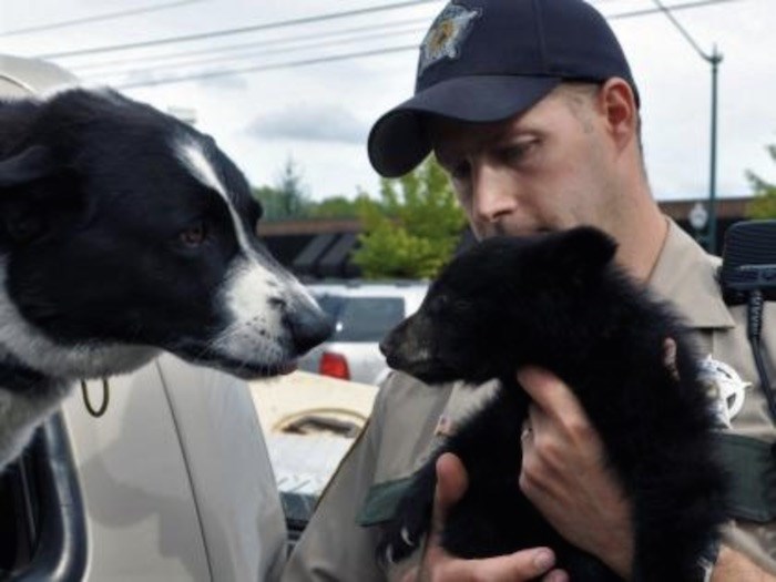  Karelian bear dog with a black bear cub Photo by Washington Department of Fish and Wildlife