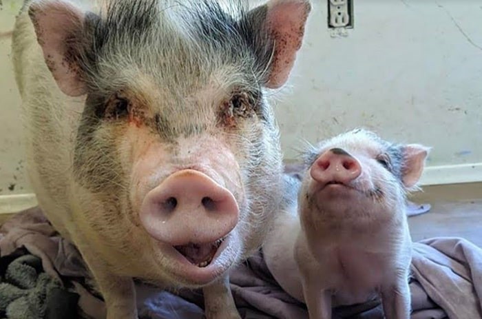  Rescued pigs at The Little Oink Bank Pig Sanctuary. Photo: Carrie Shogan