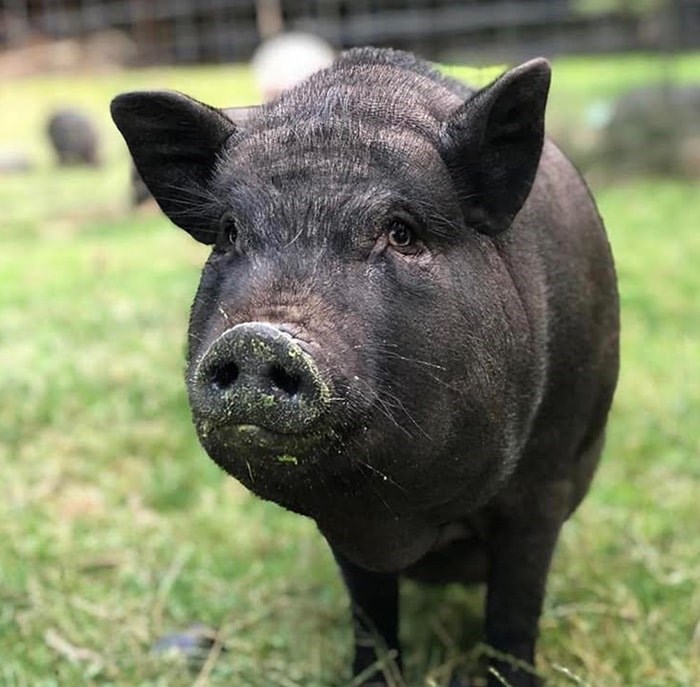  The sanctuary is currently home to 33 pigs (and counting). Photo: Carrie Shogan