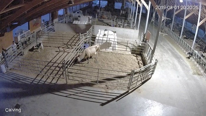  A man, at far left bottom, is caught on surveillance camera entering a pen holding a five-day-old calf. He and his accomplice, a woman seen at far left top of the image, are believed to have shot the calf with arrows, before the male suspect stabbed the calf to death with an arrow. 