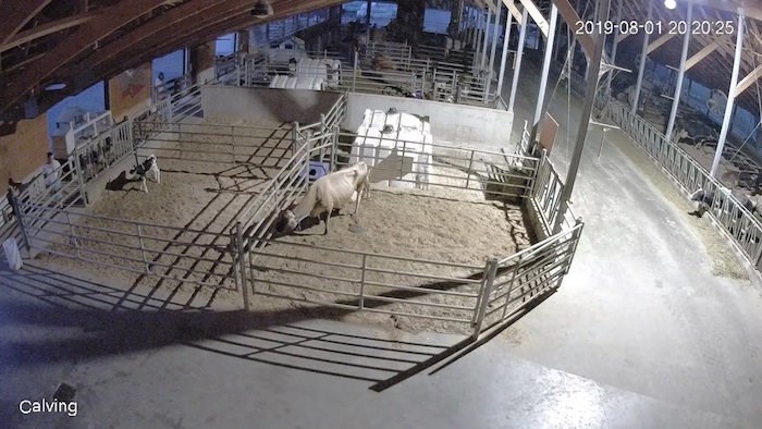  A man, at far left bottom, is caught on surveillance camera entering a pen holding a five-day-old calf. He and his accomplice, a woman seen at far left top of the image, are believed to have shot the calf with arrows, before the male suspect stabbed the calf to death with an arrow. 