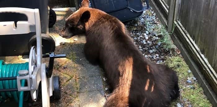  A bear attempts to get into a locking garbage container outside a home in Lynn Valley, not long before it was shot by conservation officers. photo supplied North Shore Black Bear Society