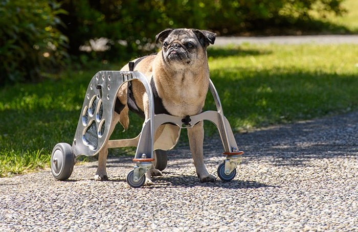  Lily, a 14-year-old pug born with a malformed vertebra, uses the Dog Mobility Device, designed in Burnaby by BCIT's MAKE+ team.