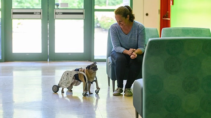  Ann-Marie Fleming, founder and CEO of Dog Quality, watches her pug Lily use the Dog Mobility Device designed in Burnaby by BCIT's MAKE+ team. - BCIT