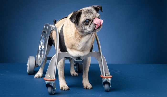  Lily, a 14-year-old pug born with a malformed vertebra, uses the Dog Mobility Device, designed in Burnaby by BCIT's MAKE+ team.