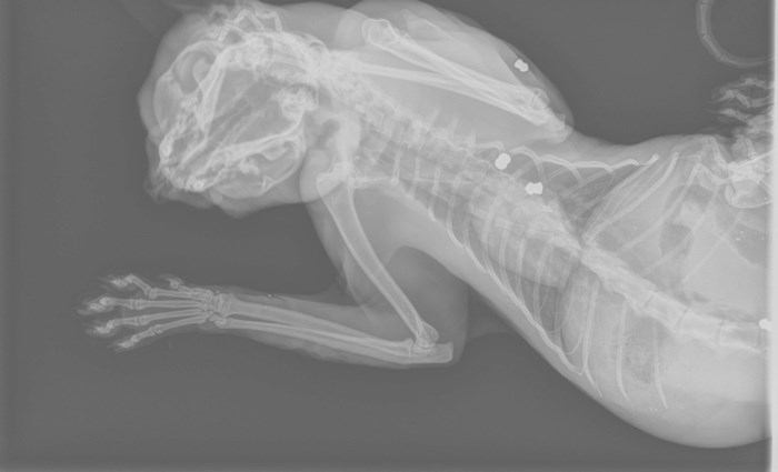  X-rays show that Mystic has pellets lodged in his abdomen, front right leg and near his ribs, and his two near his spine. The bones in his upper left hind leg have been broken into pieces. Photo courtesy BC SPCA