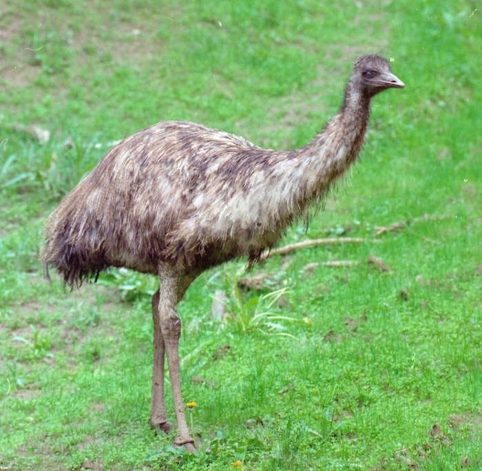  The emu is a large, flightless bird, native to Australia. Photo by D Brash/Times Colonist