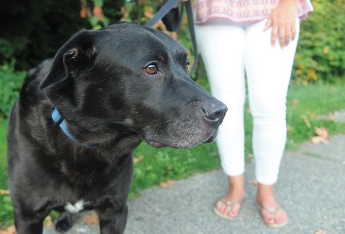  Coal, a 12-year-old Lower Lonsdale black lab, had to be taken to the vet after fending off a raccoon attack, Tuesday. Photo by Mike Wakefield/North Shore News