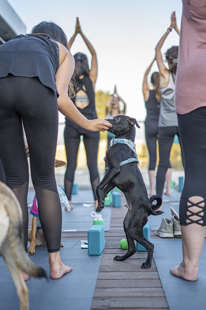  You're allowed to hand out treats to the dogs as they wander around. Photo: Talk Shop