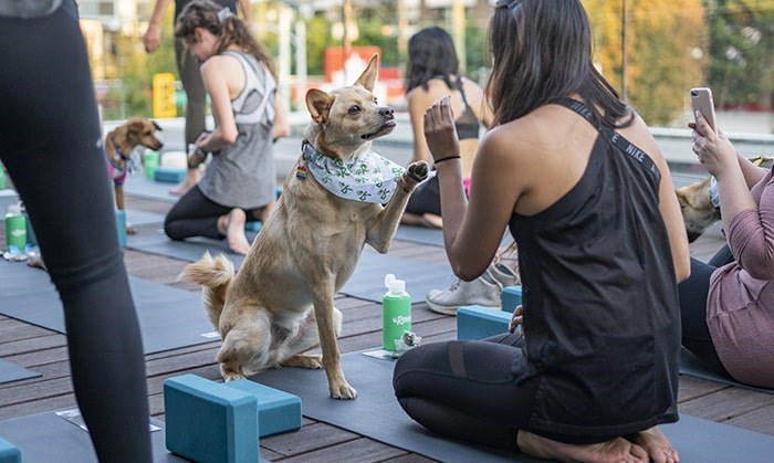  A cute moment in the puppy yoga class: Photo Talk Shop