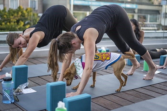  Downward dog! Photo: Talk Shop