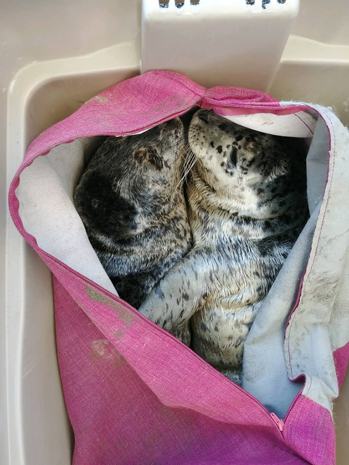  One man scooped up two newborn seal pups in a couch cushion case. Photo: Vancouver Aquarium MMRC