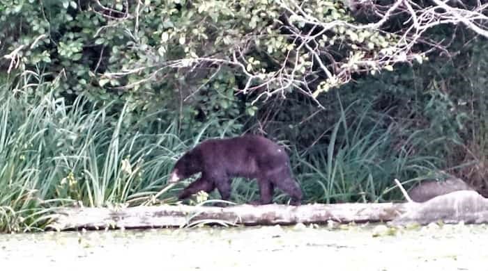  A black bear on the edge of the water at Deer Lake in Burnaby. Photo: John Preissl