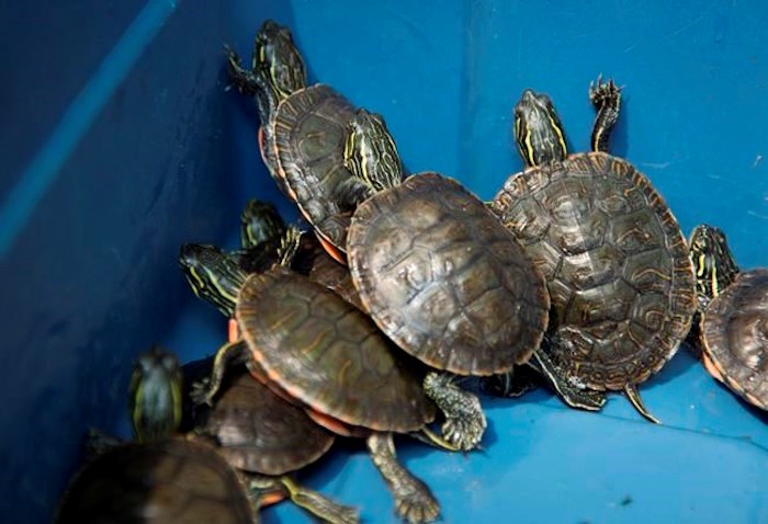  Turtles are pictured in a bucket prior to being released into a pond in Langley, B.C., Tuesday, July 23, 2019. THE CANADIAN PRESS/Jonathan Hayward