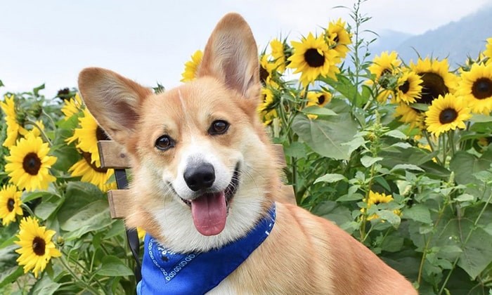  Archie the corgi enjoying the sunflowers in Chilliwack. Photo: Instagram 