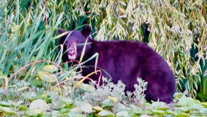  A black bear on the edge of the water at Deer Lake in Burnaby. Photo courtesy John Preissl