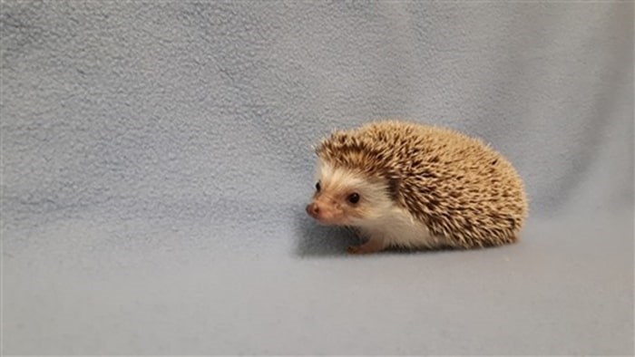  This little critter was found in a box with four other hedgehogs outside the BC SPCA Maple Ridge Branch. Photo: BC SPCA Maple Ridge Branch