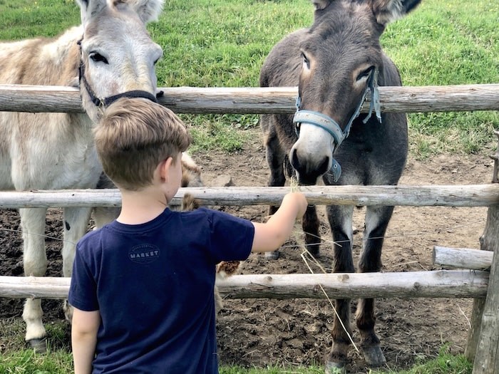  Feeding our new friends. Photo by Lindsay William-Ross/Vancouver Is Awesome