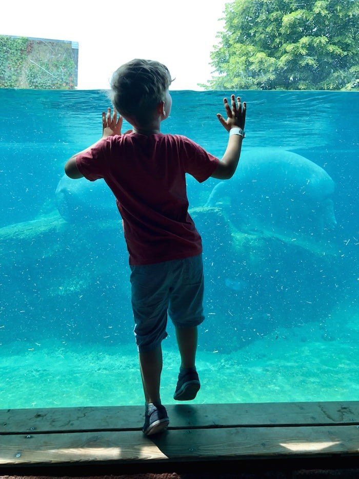  Hippo-spotting at the Granby Zoo. Photo by Lindsay William-Ross/Vancouver Is Awesome