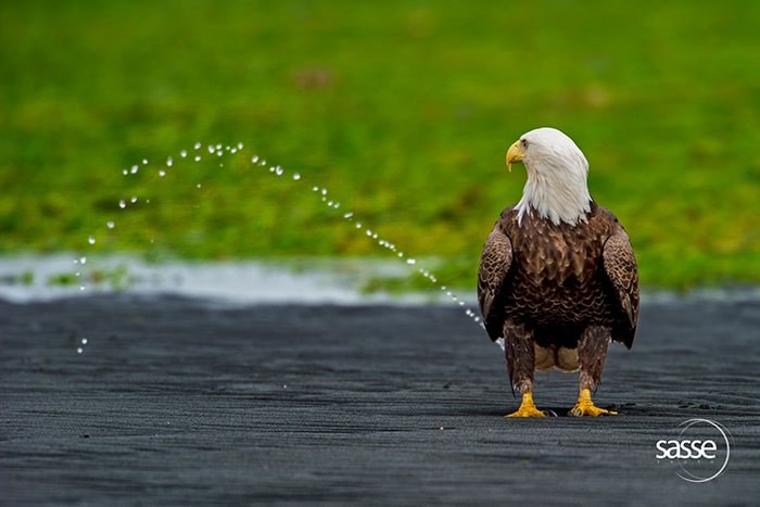  A photo of a bald eagle looking like it’s taking a whiz on the side of the road, isn’t quite what it seems. Photo: Christian Sasse