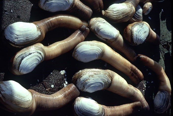 Geoduck clams. Photo: Fisheries and Oceans Canada