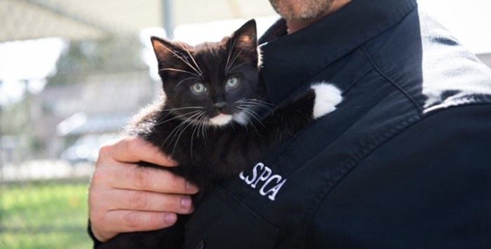spca-kitten-cat1-min