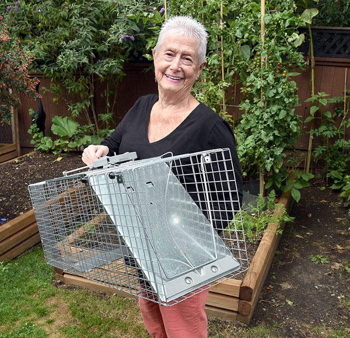  Midge Tack has been provided with a humane trap to help cage an injured raccoon that has been frequenting her Port Coquitlam property.  Photo Gary Mc Kenna 