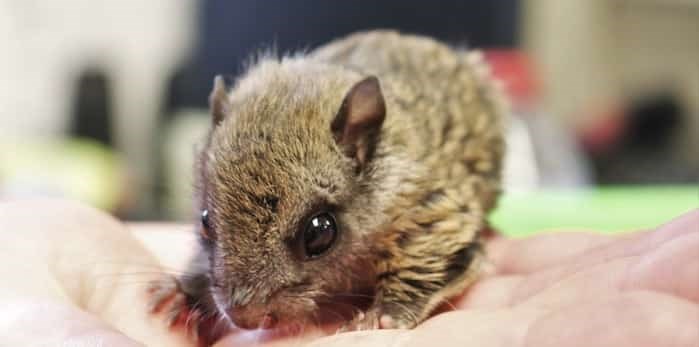  Photo: A northern flying squirrel that's recovering at the centre may be a forever resident, as an educational animal. Photo: Brendan Kergin