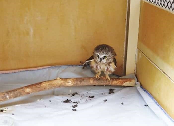  The saw-whet owl is one of Tracy Reynold's favourites. Photo: Brendan Kergin