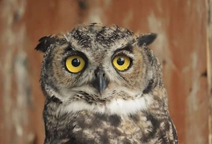  Vern, grown up now, is looking much stronger and they're preparing for live feeds so he can be released knowing how to hunt. Photo: Brendan Kergin