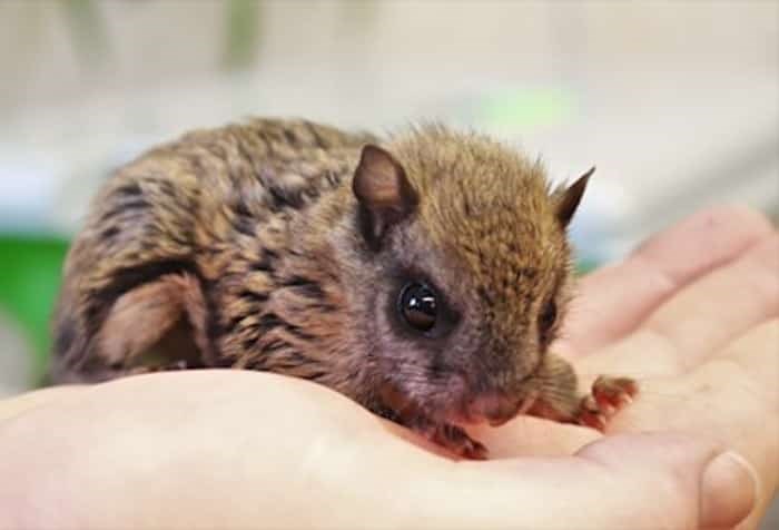  This little northern flying squirrel may be the cutest animal in the area. Photo: Brendan Kergin