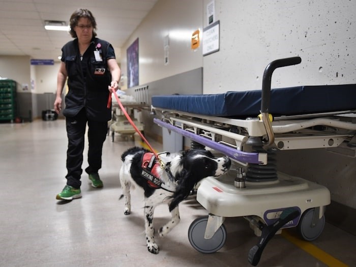  In the three years that the Canine Scent Detection program has been operational at VGH, staff say they have seen a significant improvement of the hospital’s ability to combat the spread of the C. diff thanks to Angus and Dodger. Photo Dan Toulgoet