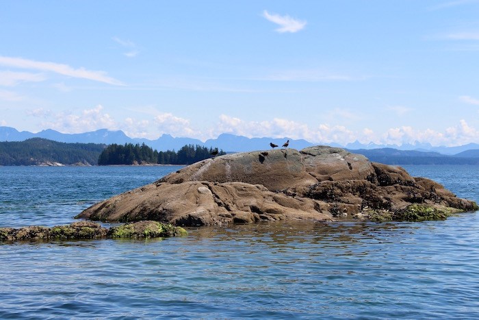  Catching a glimpse at local birdlife while out on a boat off Quadra Island. Photo by Lindsay William-Ross/Vancouver Is Awesome