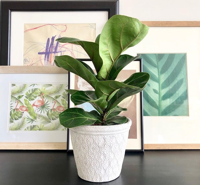  The sought after Fiddle Leaf Fig. This is Wilfred La Fleur the Fiddle Leaf Fig. Photo: Sarah Shore