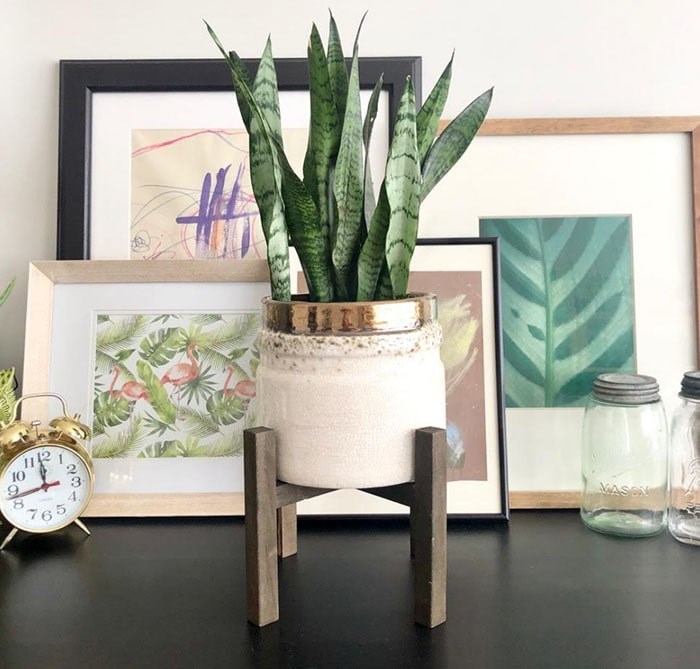  The “Unkillable” Snake Plant; This is Cali the Snake Plant with Pauly the Plant Stand. Photo: Sarah Shore