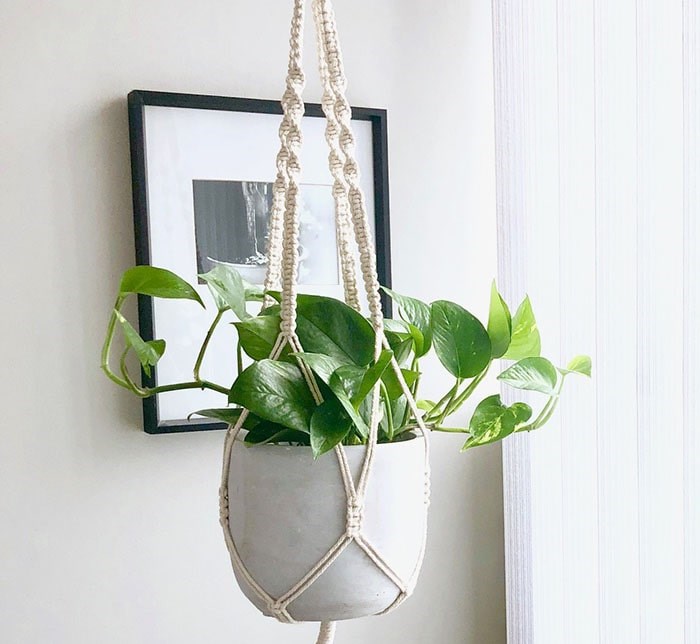  Perry Bella the Pothos has been super popular too. Photo: Sarah Shore