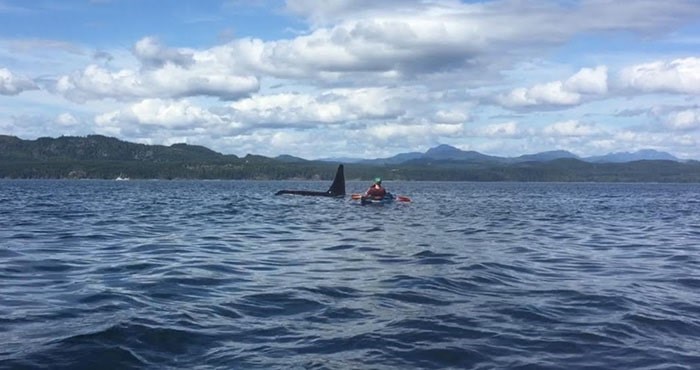  A family of eight orcas swam by kayakers at North Vancouver Island last Monday. Photo: Michael Hack